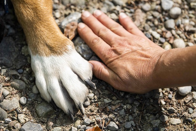 Vacanze con Animali